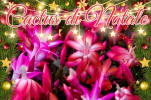 cactus natale