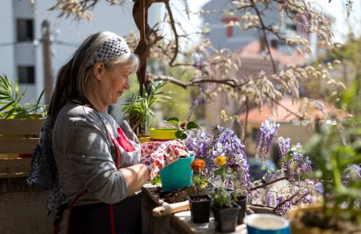 fiori inverno balcone