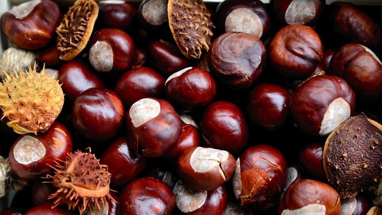 CASTAGNE - www.tivolirugby.it