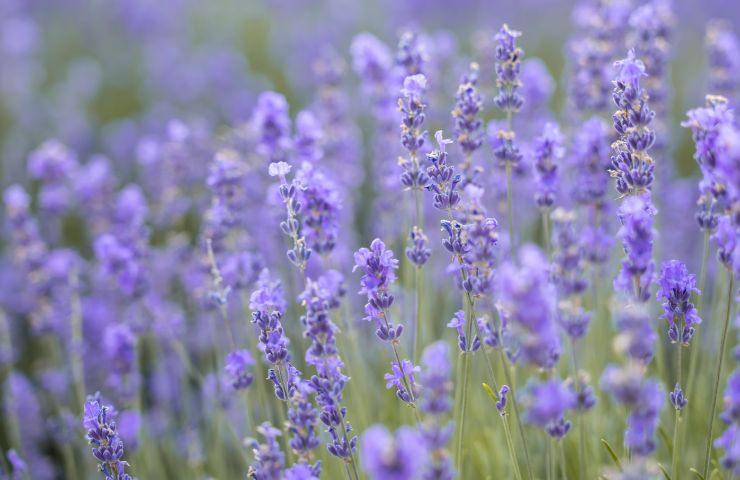 lavanda in fiore